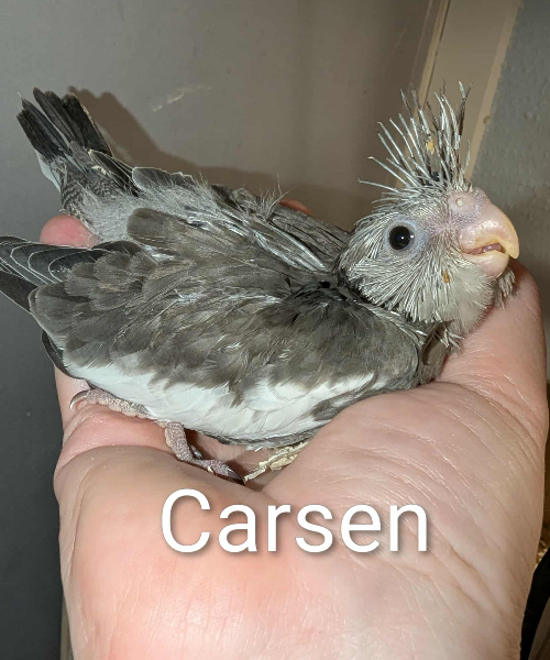 CARSEN! EFTERÅRS-KULD Merle og Hjalmer UFORPLIGTENDE VENTELISTE ER ÅBEN
