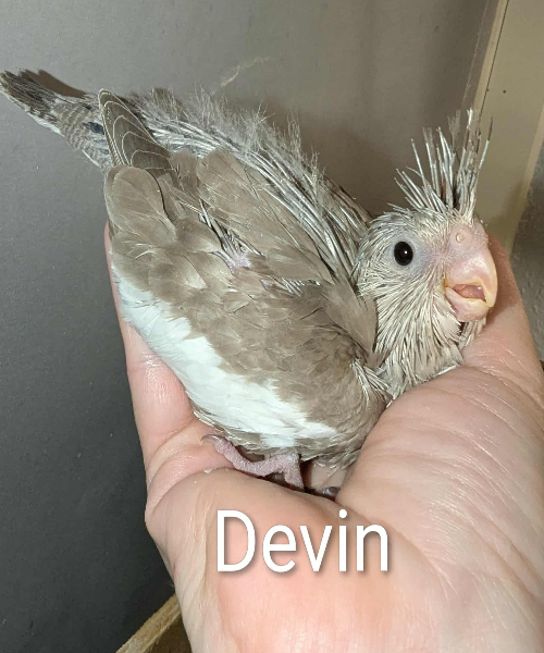 DEVIN! EFTERÅRS-KULD Merle og Hjalmer UFORPLIGTENDE VENTELISTE ER ÅBEN