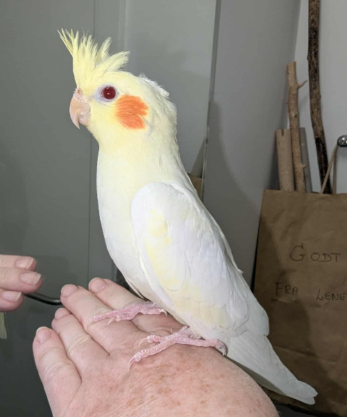 Senest flyttet