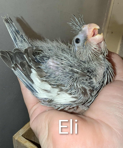 ELI! EFTERÅRS-KULD Merle og Hjalmer UFORPLIGTENDE VENTELISTE ER ÅBEN
