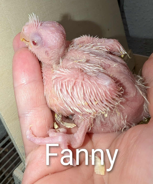 FANNY! EFTERÅRS-KULD Merle og Hjalmer UFORPLIGTENDE VENTELISTE ER ÅBEN