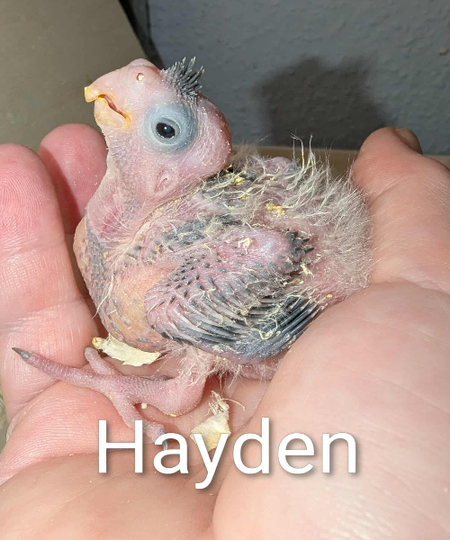 HAYDEN! EFTERÅRS-KULD Merle og Hjalmer UFORPLIGTENDE VENTELISTE ER ÅBEN