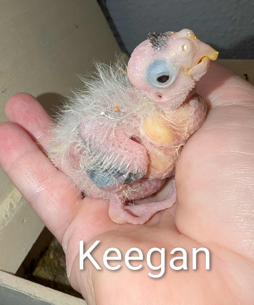 KEEGAN! EFTERÅRS-KULD Alma og Bastian UFORPLIGTENDE VENTELISTE ER ÅBEN