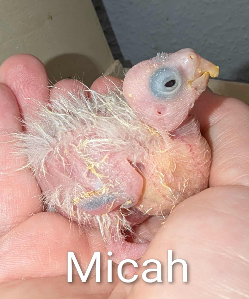 MICAH! EFTERÅRS-KULD Alma og Bastian UFORPLIGTENDE VENTELISTE ER ÅBEN