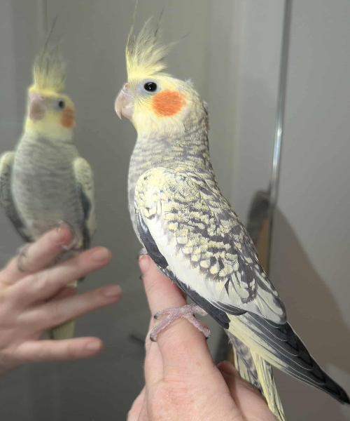 Senest flyttet