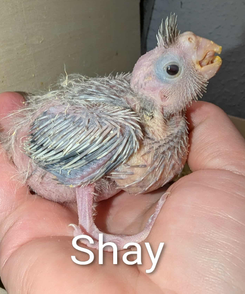 SHAY! EFTERÅRS-KULD Alma og Bastian UFORPLIGTENDE VENTELISTE ER ÅBEN