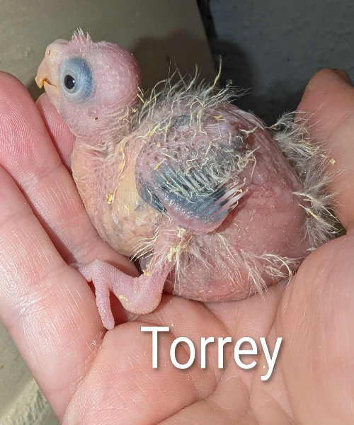 TORREY! EFTERÅRS-KULD Alma og Bastian UFORPLIGTENDE VENTELISTE ER ÅBEN