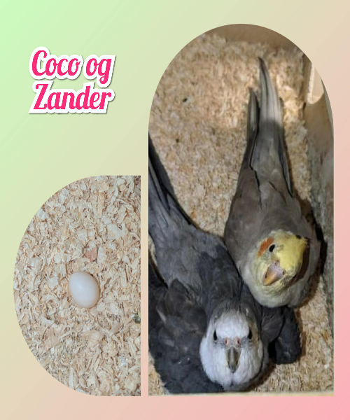 FORÅRSKULD Coco og Zander UFORPLIGTENDE VENTELISTE ER ÅBEN