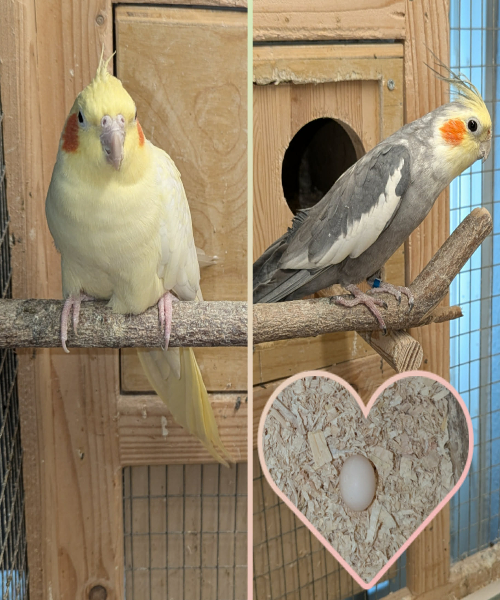 FORÅRSKULD Siff og Balder UFORPLIGTENDE VENTELISTE ER ÅBEN