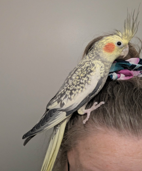 Senest flyttet