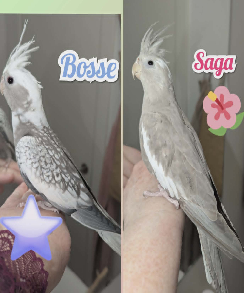 Saga of Bosse