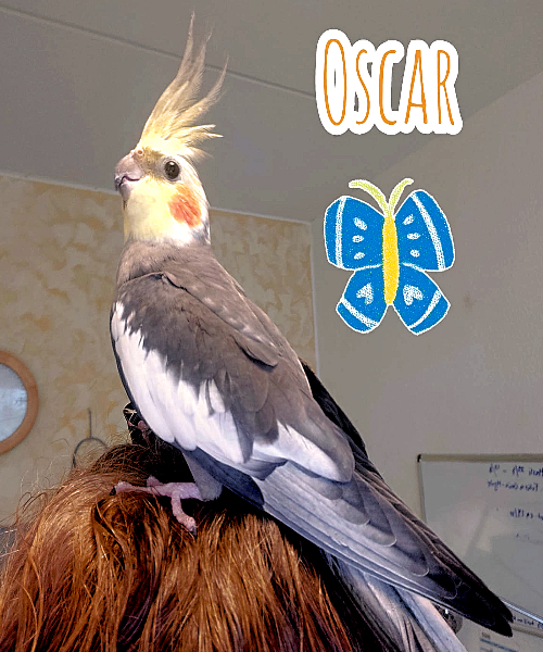 JUSTERING AF FLOKKEN Oscar søger nyt hjem