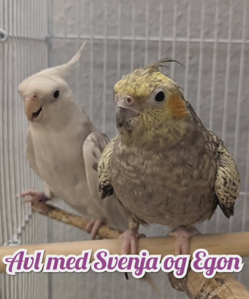 TESTKASSE Svenja og Egon