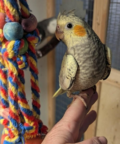 CILLE, SOMMERKULD hos Coco og Zander