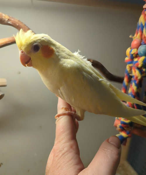 ELLA, SOMMERKULD hos Coco og Zander