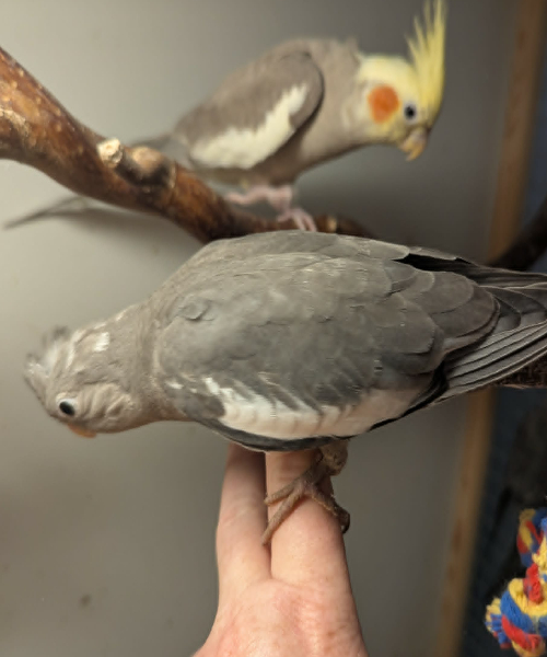 PABLO, SOMMERKULD hos Coco og Zander