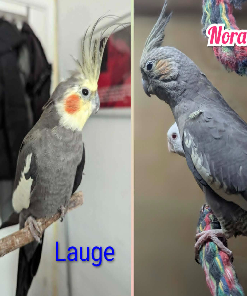 Nora og Lauge