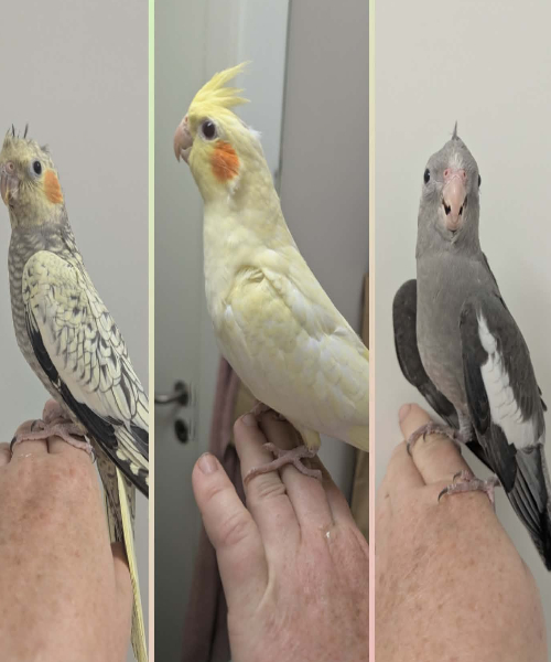 Senest flyttet