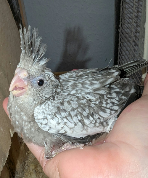 ZAZU - BASTIAN OG ALMA efterårskuld 2026 SOLGT
